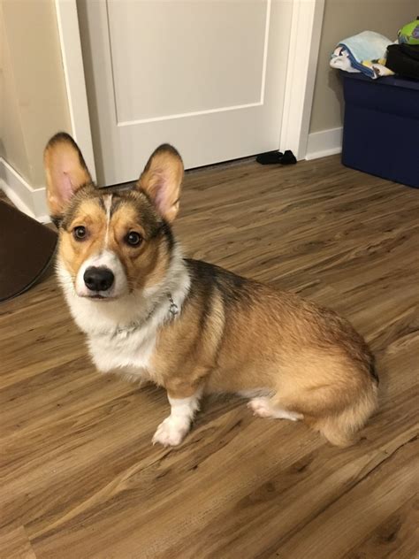 Corgi puppies for sale pittsburgh - Corgi puppies and dogs in Pittsburgh, Pennsylvania Looking for a Corgi puppy or dog in Pittsburgh, Pennsylvania? Adopt a Pet can help you find an adorable Corgi near you. …